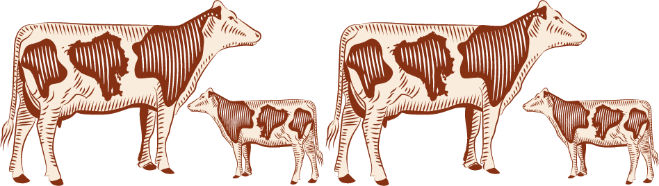 Vacas